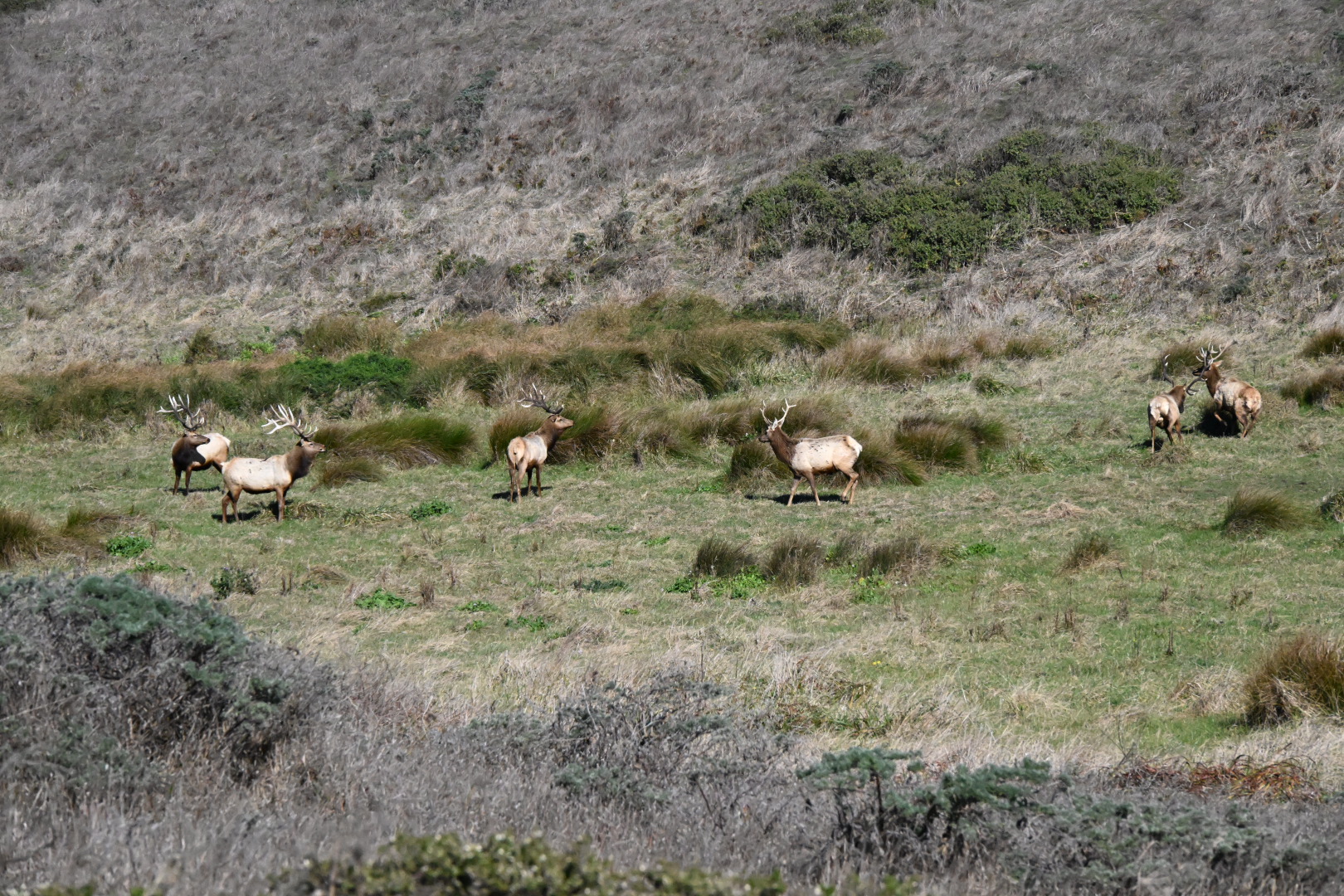 Two Elk Groups